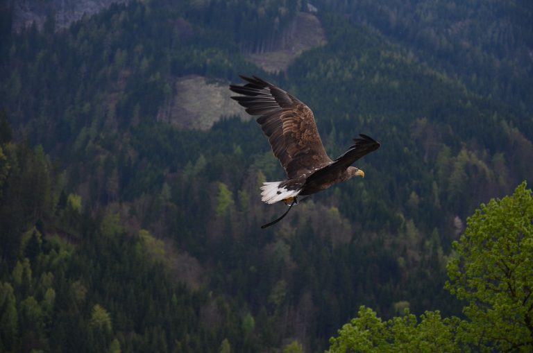 eagle, bird, birds of prey-339125.jpg